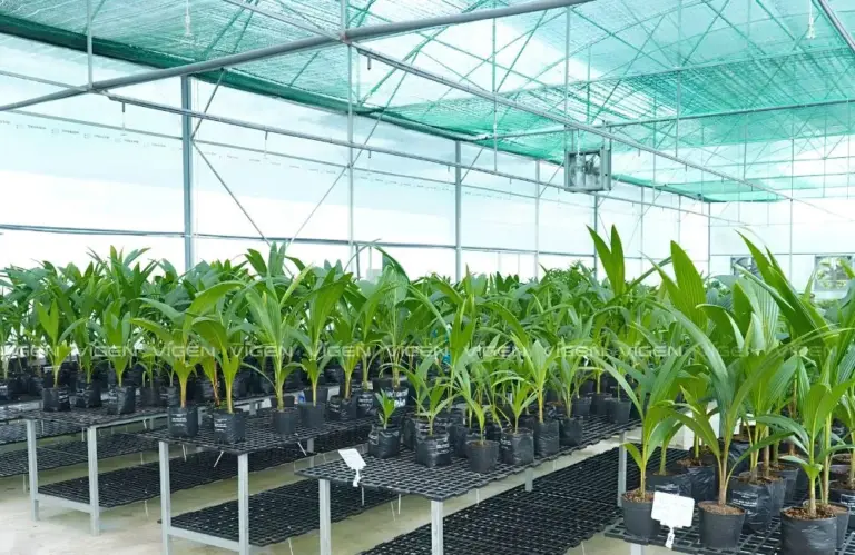 Gợi ý địa chỉ mua cây giống dừa sáp uy tín, hỗ trợ tận tâm