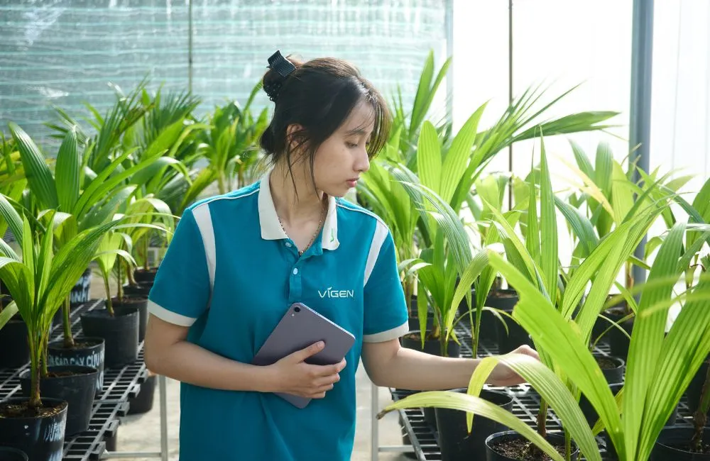 Nơi mua cây giống dừa sáp uy tín hiện nay