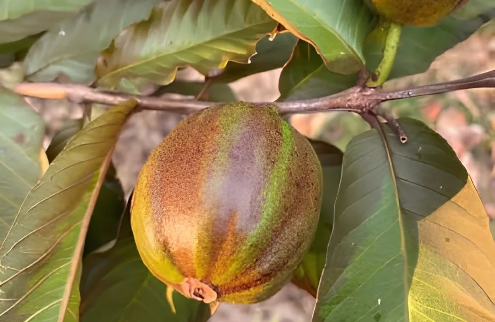 Ổi Kim Cương Đốm