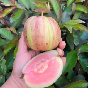 Ổi Kim Cương Đốm