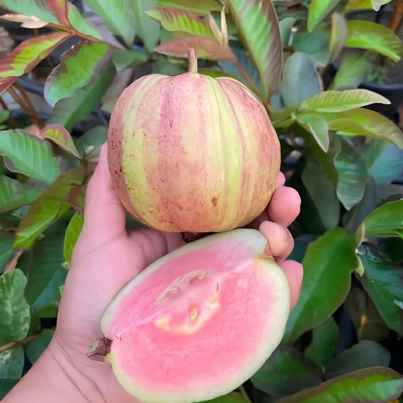 Ổi Kim Cương Đốm