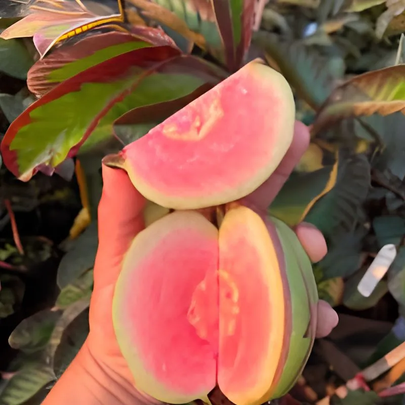 Ổi Kim Cương Đốm