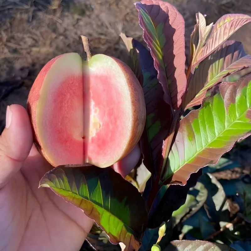 Ổi Kim Cương Đốm