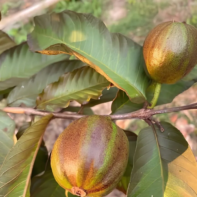 Ổi Kim Cương Đốm