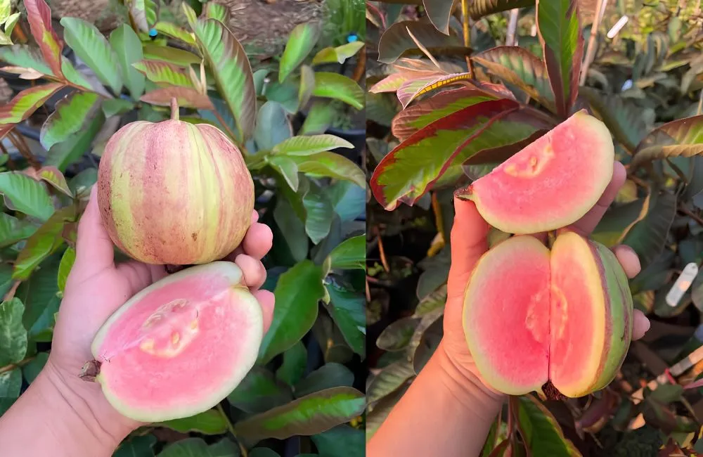 Ổi Kim Cương Đốm