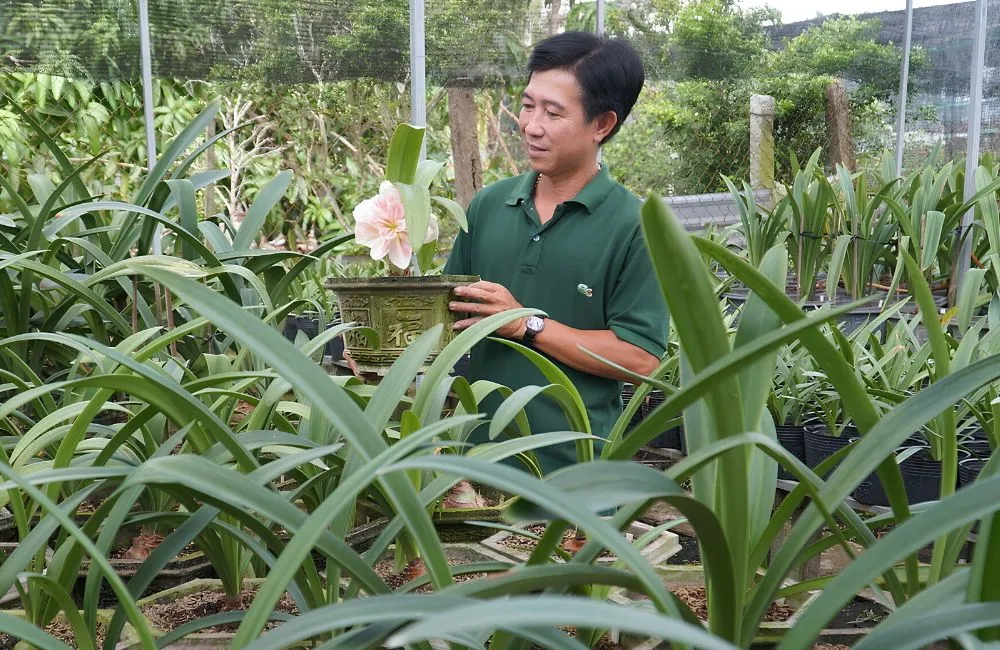 Phân loại Huệ Tây Cánh Kép cấy mô