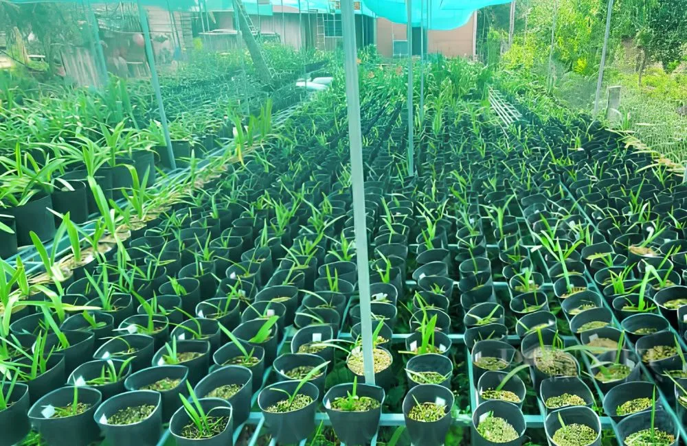 Phân loại Huệ Tây Cánh Kép cấy mô