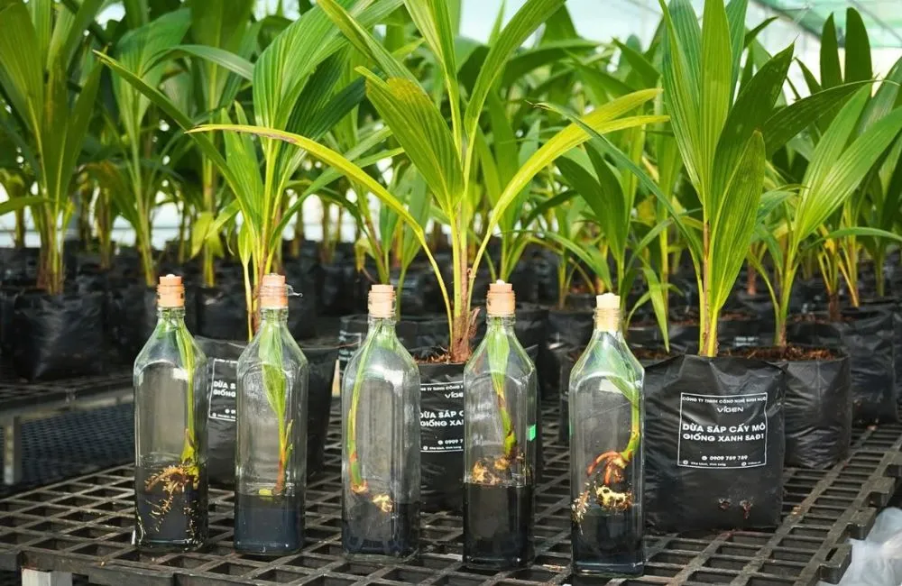 Phục hồi cây cấy mô sau khi ra chai