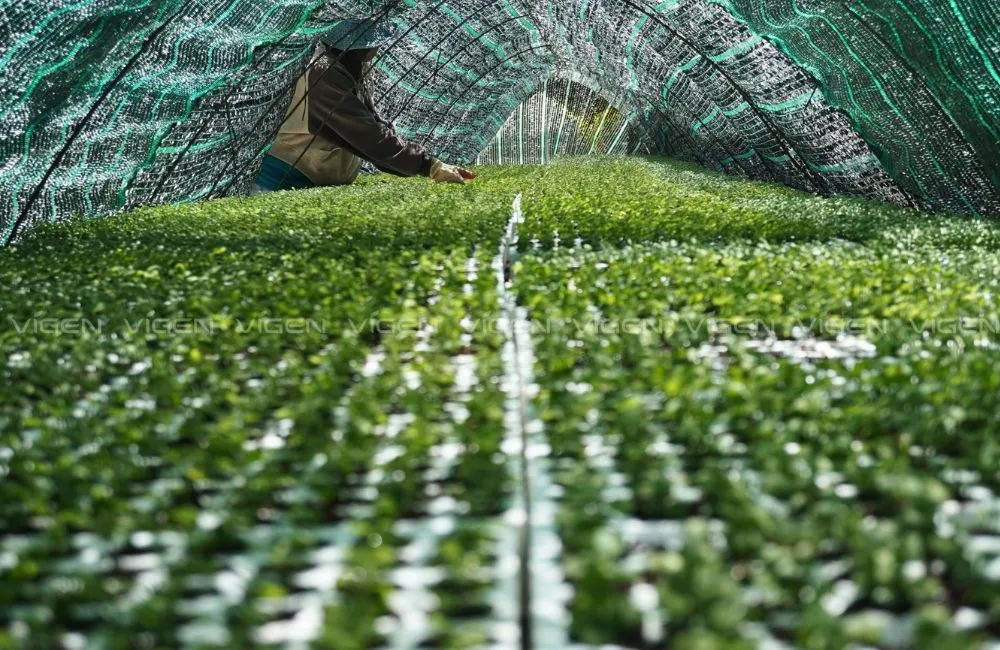 Phục hồi cây cấy mô sau khi ra chai