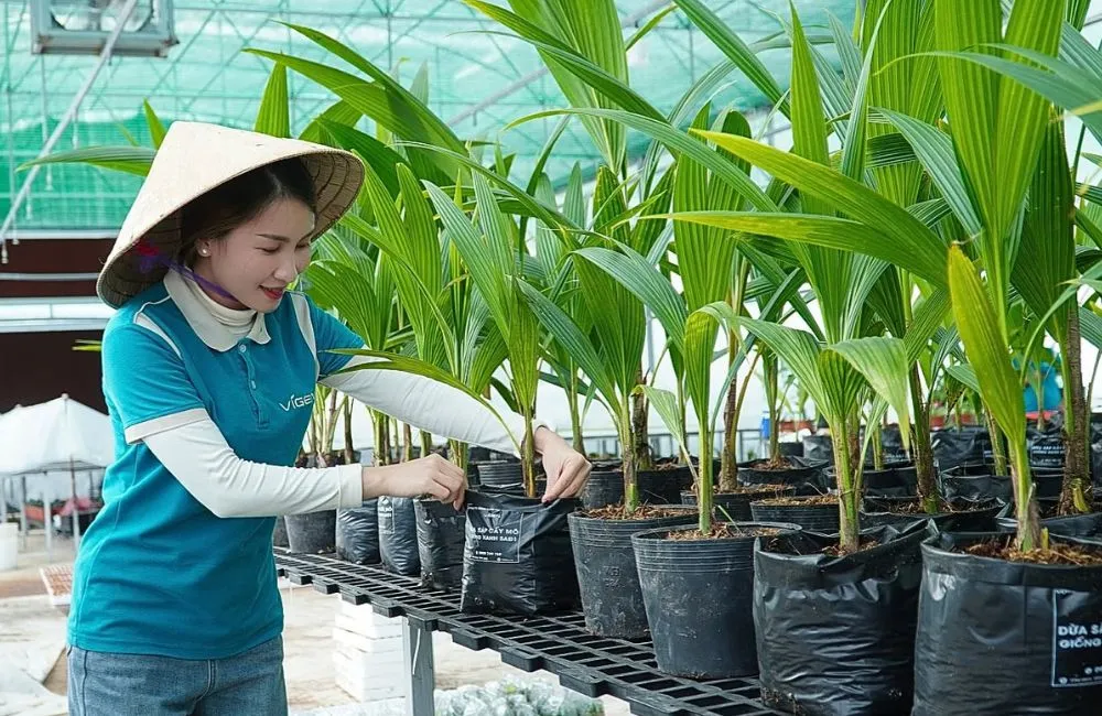 Phục hồi cây cấy mô sau khi ra chai