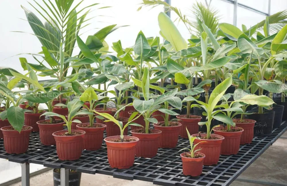 Phục hồi cây cấy mô sau khi ra chai