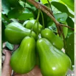 Quả mận Green Giant - Đặc điểm nổi bật và hương bị khiến nhiều người yêu thích
