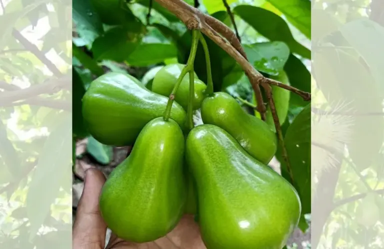 Quả mận Green Giant – Đặc điểm nổi bật và hương bị khiến nhiều người yêu thích
