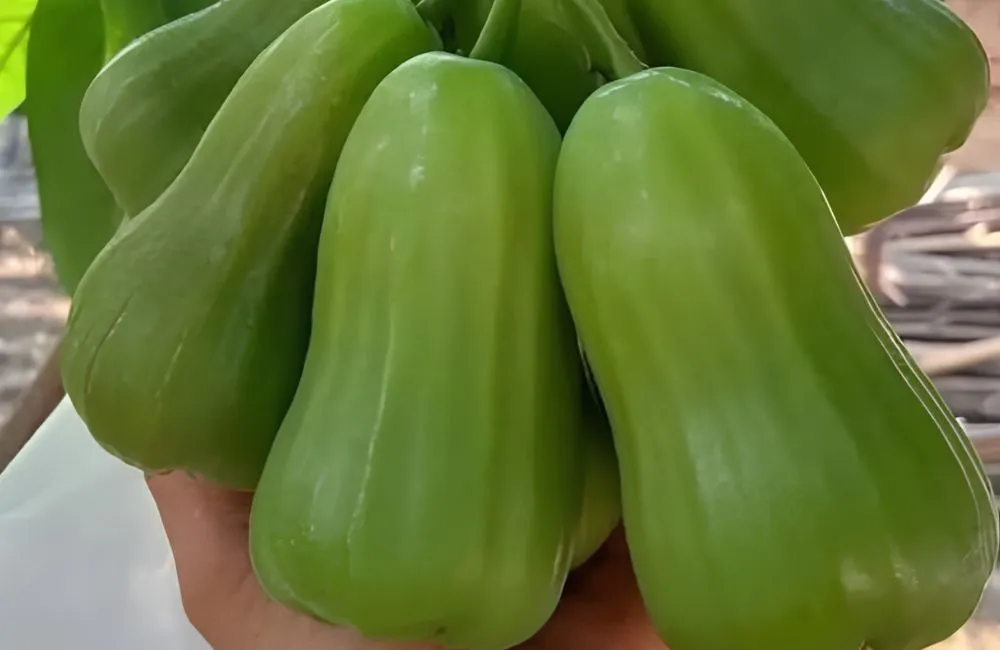 Quả mận Green Giant