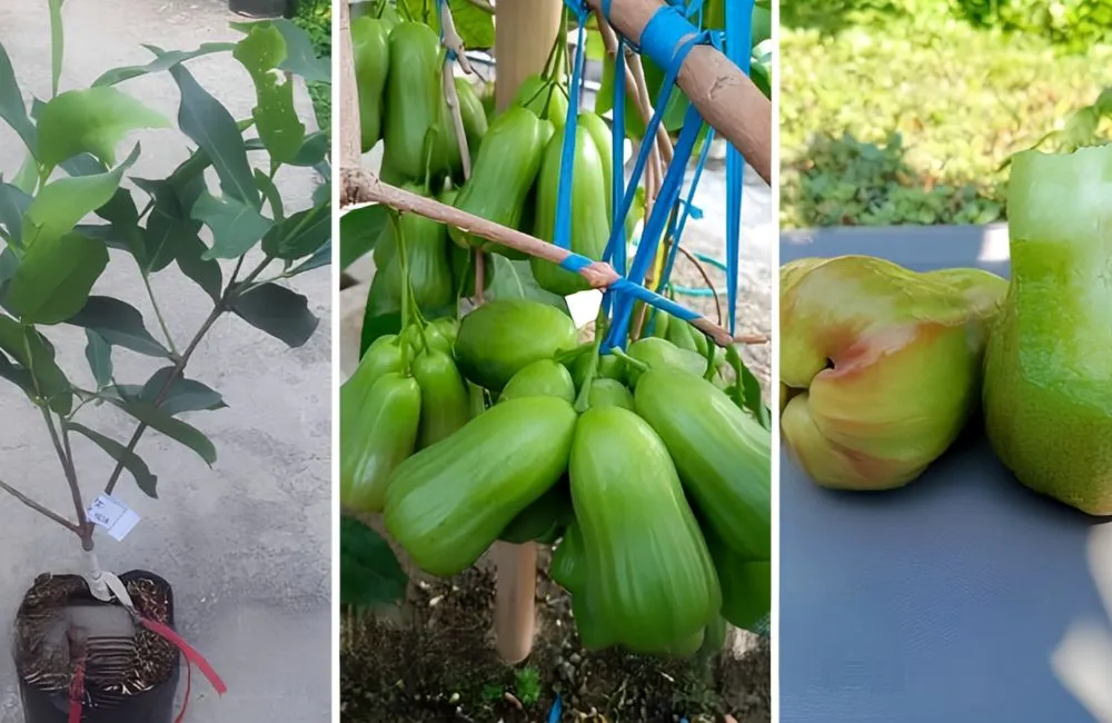 Quả mận Green Giant