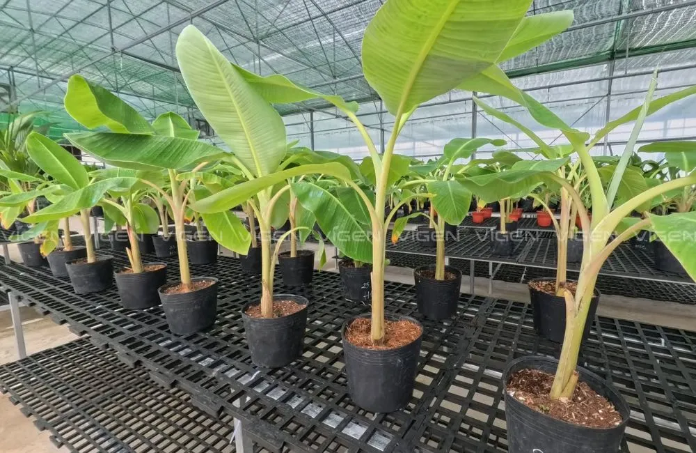 Quy trình sản xuất cây chuối sứ cấy mô