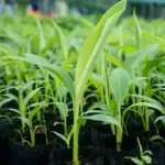 Quy trình sản xuất cây chuối sứ cấy mô đạt chuẩn tại phòng Lab