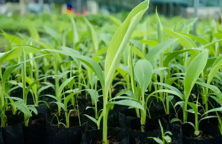 Quy trình sản xuất cây chuối sứ cấy mô đạt chuẩn tại phòng Lab