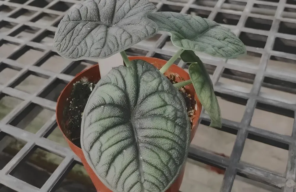 So sánh Alocasia cấy mô