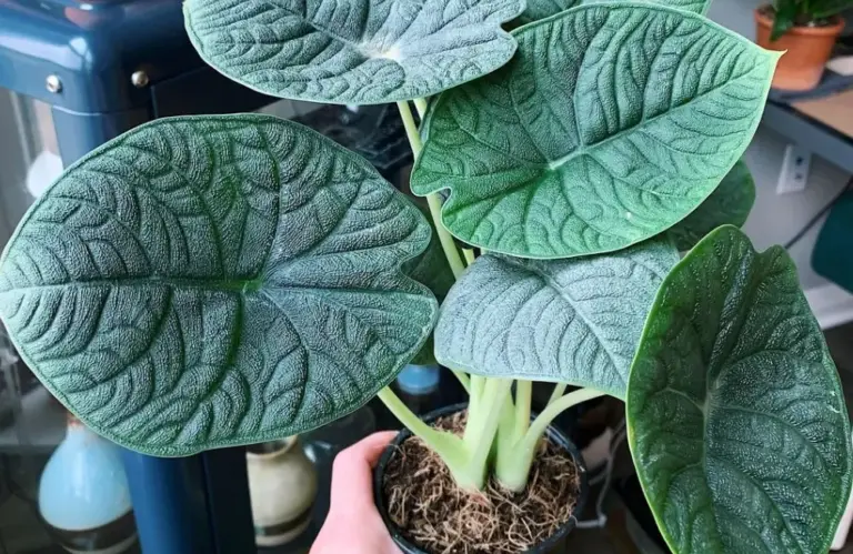 So sánh Alocasia Melo cấy mô với cây tách bụi chi tiết