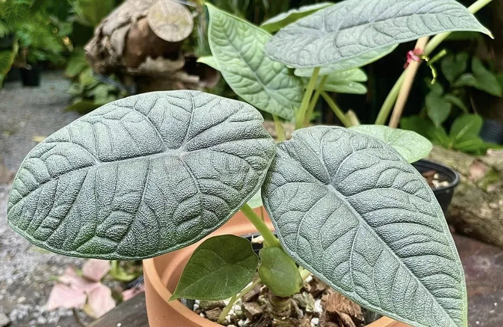So sánh Alocasia cấy mô