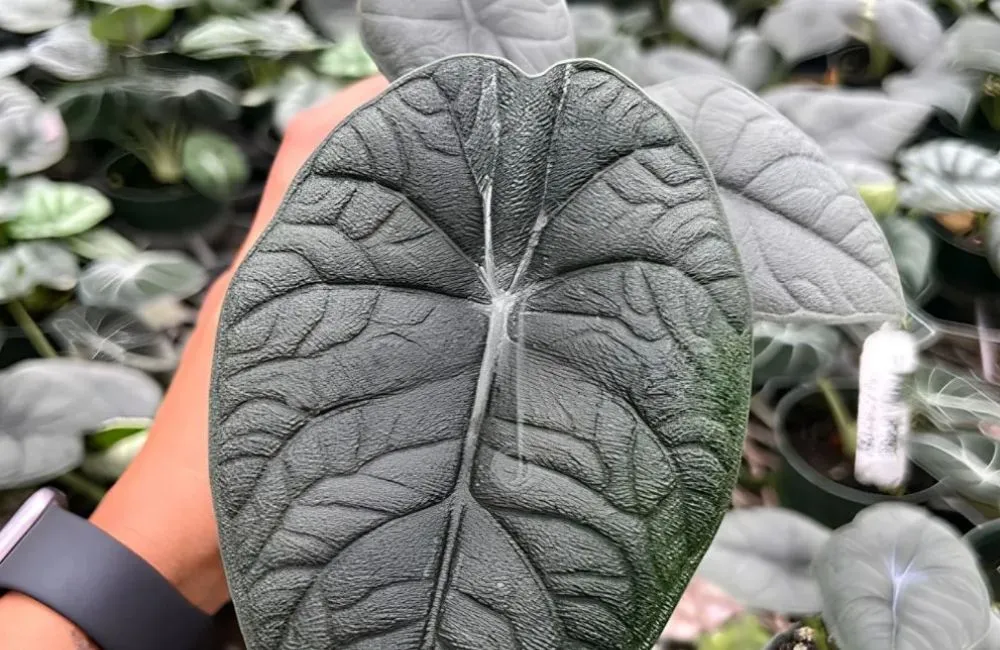 So sánh Alocasia cấy mô