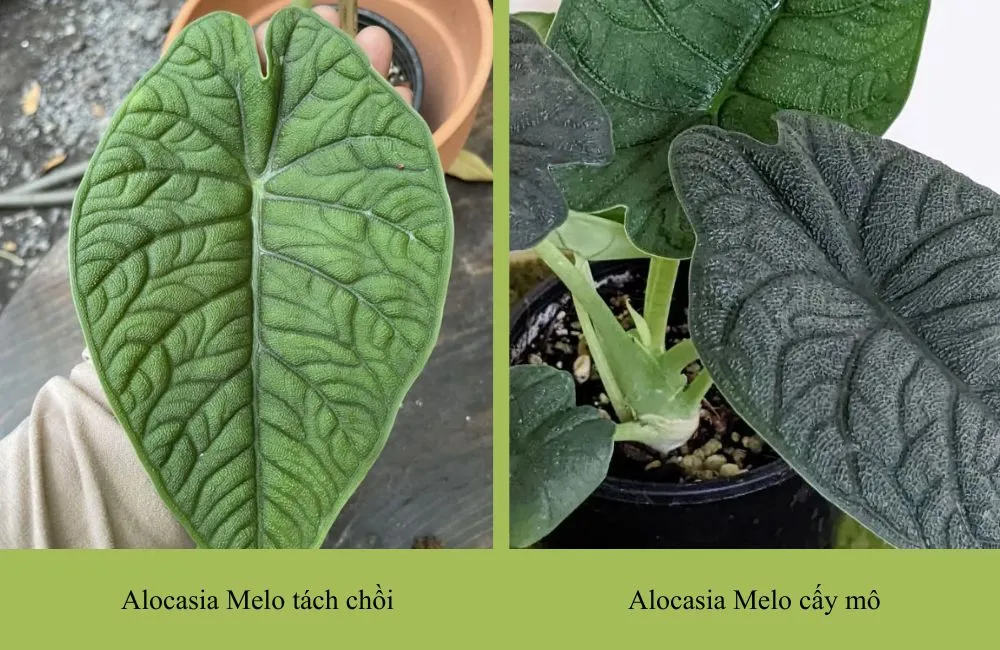 So sánh Alocasia cấy mô