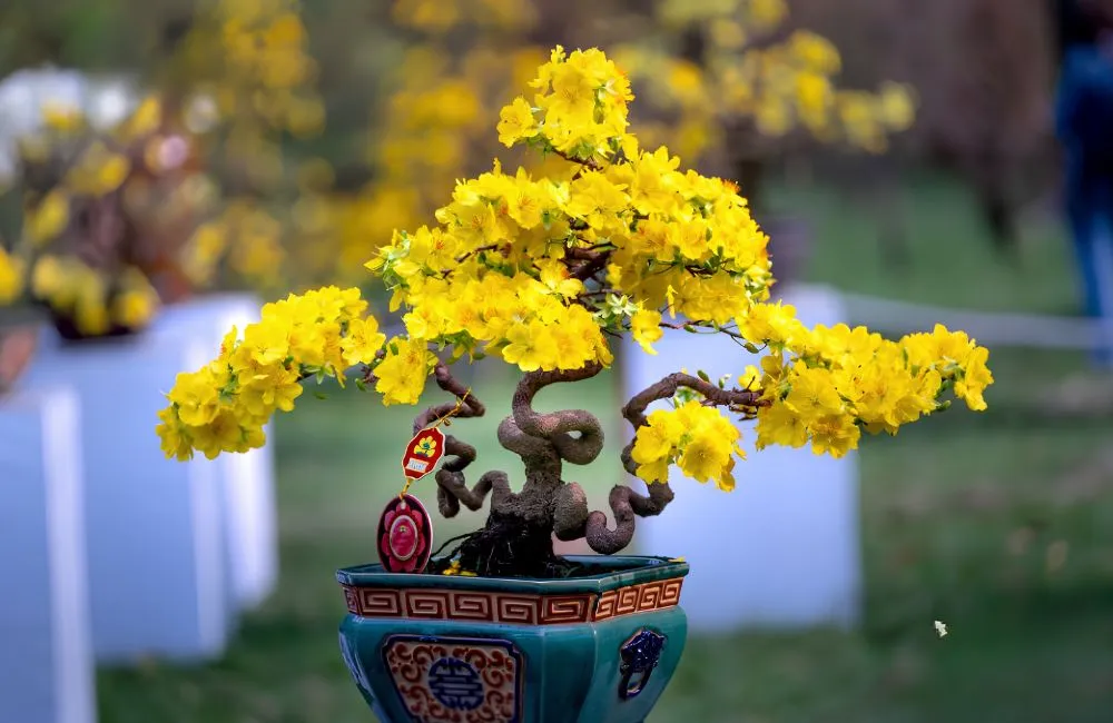 Kỹ thuật tạo dáng mai vàng bonsai