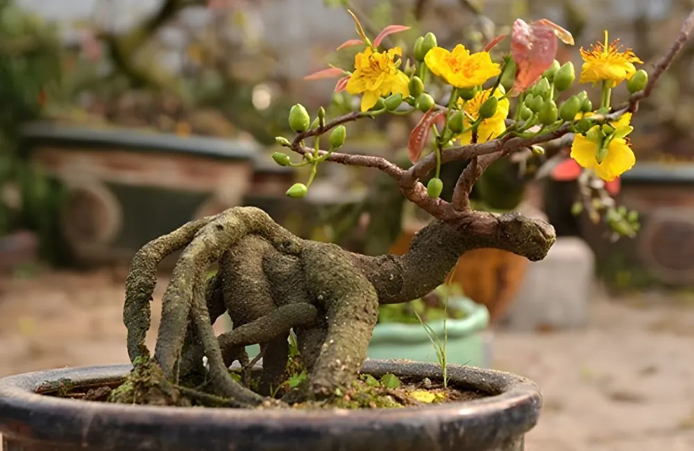 Kỹ thuật tạo dáng mai vàng bonsai