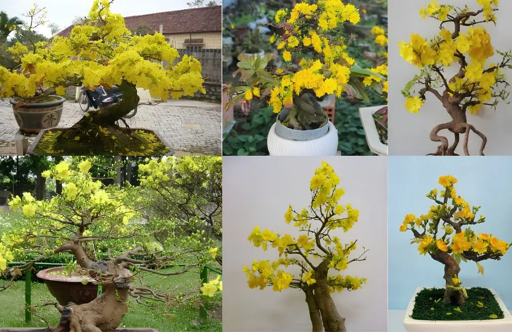 Kỹ thuật tạo dáng mai vàng bonsai