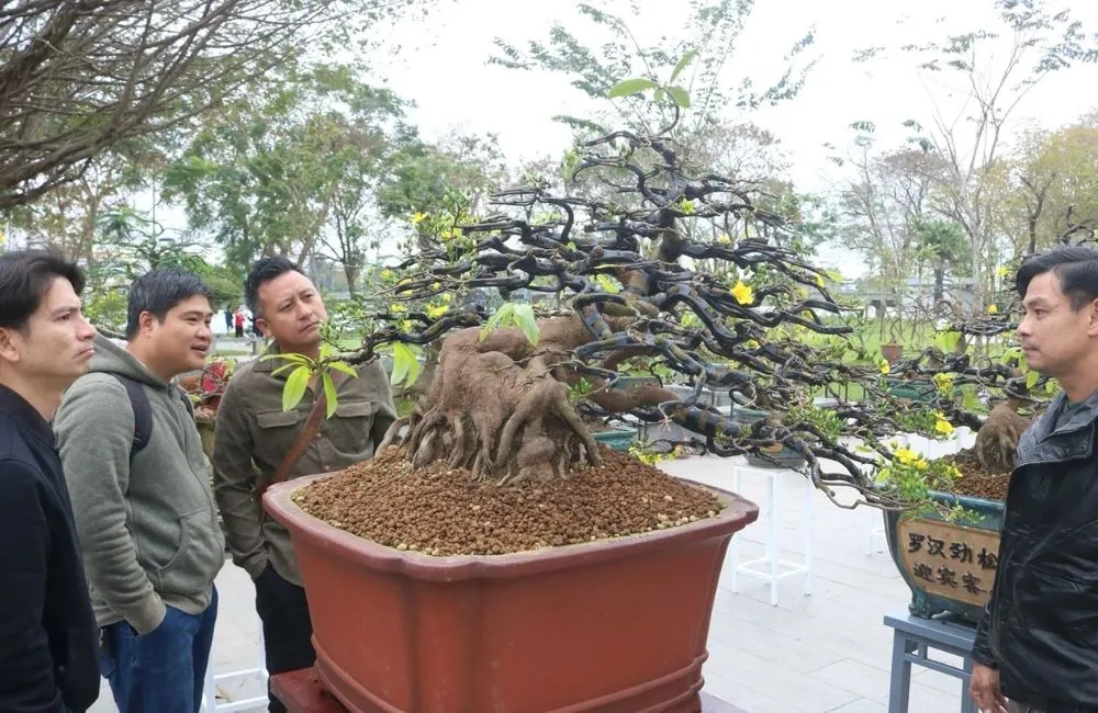 Kỹ thuật tạo dáng mai vàng bonsai