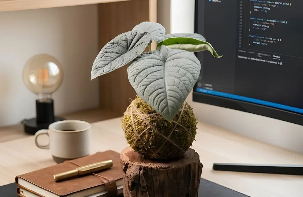 Kỹ thuật trồng Alocasia Melo cấy mô