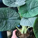 Kỹ thuật trồng Alocasia Melo cấy mô chuẩn giúp cây khỏe