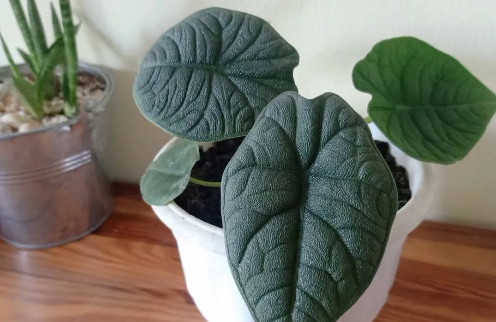 Kỹ thuật trồng Alocasia Melo cấy mô