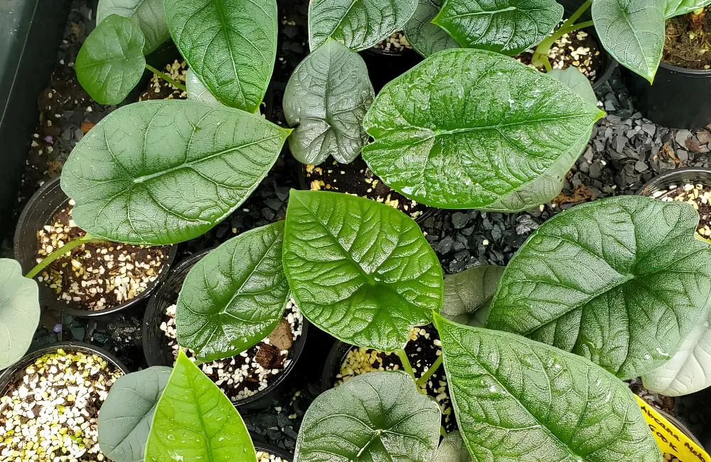 Kỹ thuật trồng Alocasia Melo cấy mô