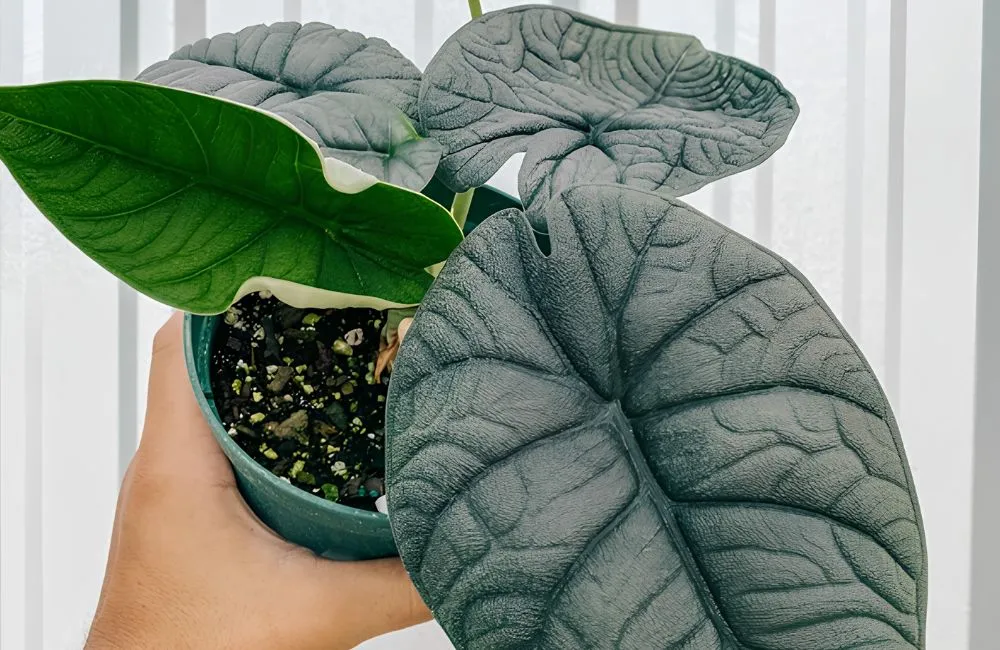 Kỹ thuật trồng Alocasia Melo cấy mô