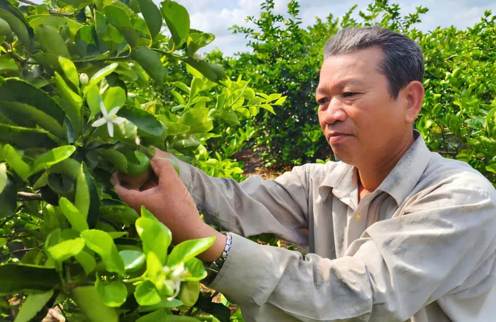 Trồng chanh không hạt