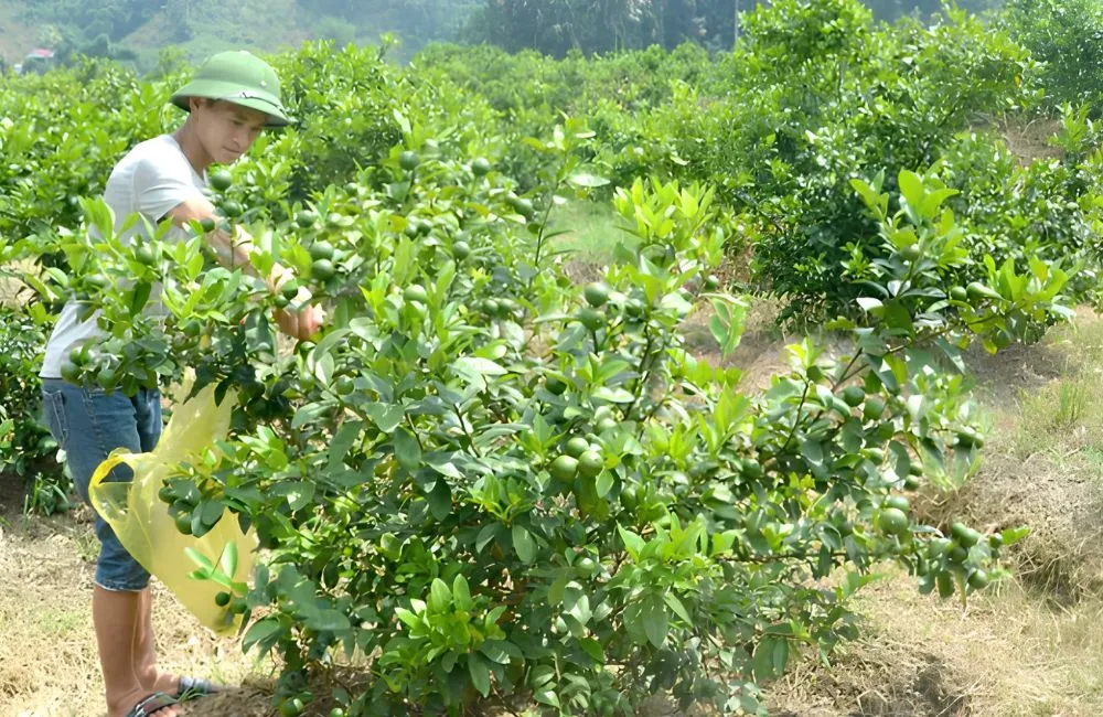 Trồng chanh không hạt
