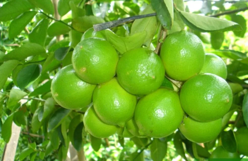 Trồng chanh không hạt