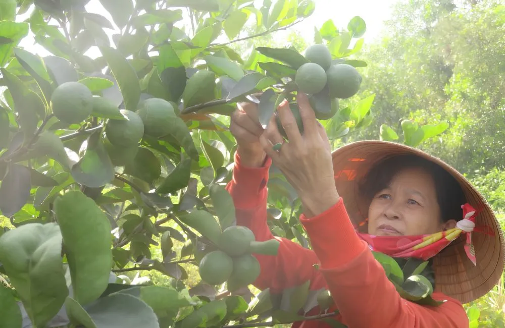 Trồng chanh không hạt