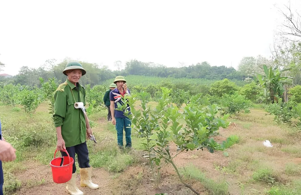 Kỹ thuật trồng chanh vàng Mỹ