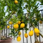 Kỹ thuật trồng chanh vàng Mỹ giúp cây phát triển khỏe