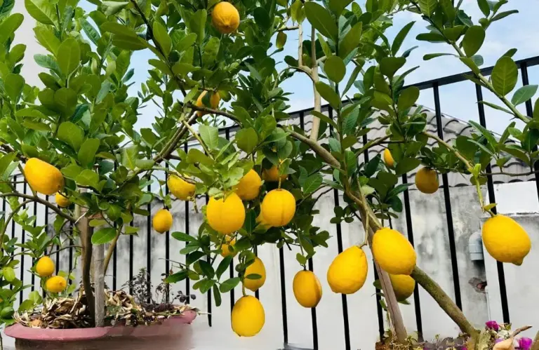 Kỹ thuật trồng chanh vàng Mỹ giúp cây phát triển khỏe