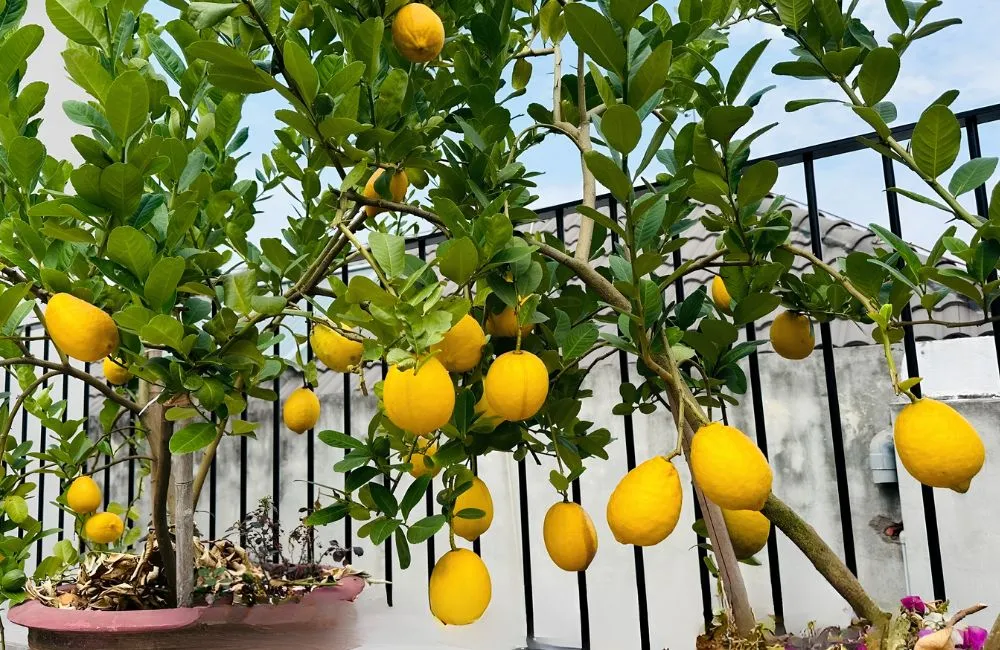 Kỹ thuật trồng chanh vàng Mỹ