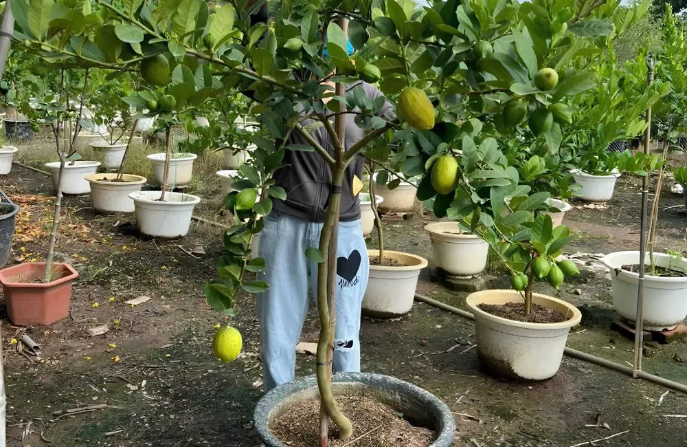 Kỹ thuật trồng chanh vàng Mỹ