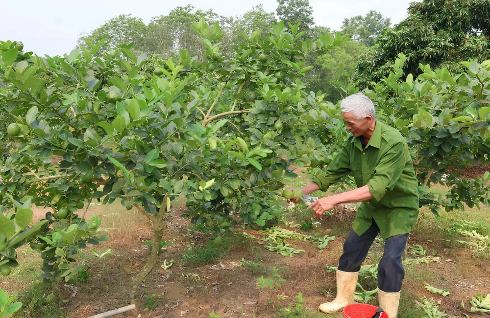 Kỹ thuật trồng chanh vàng Mỹ