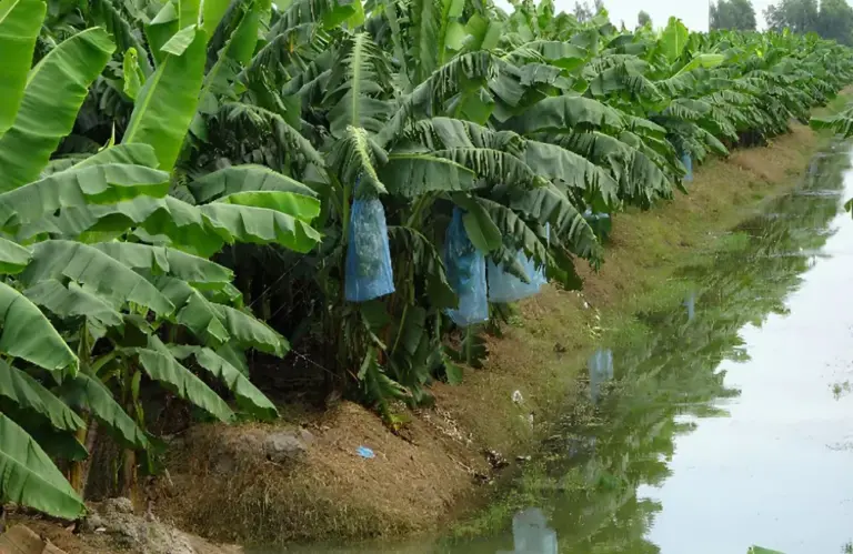 Kỹ thuật trồng chuối cau mẫn trên đất phèn hiệu quả