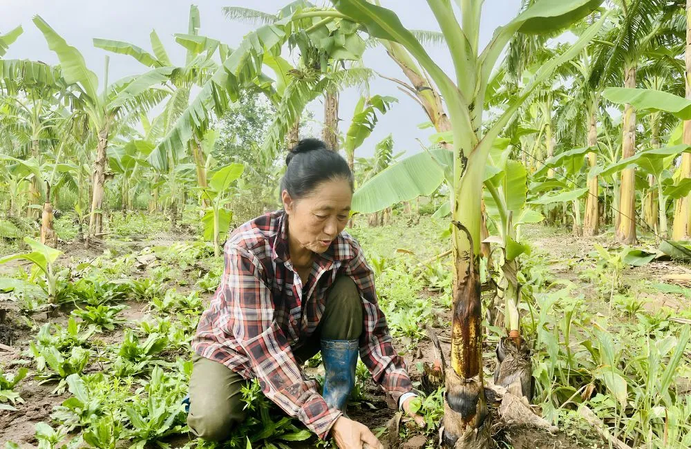 Trồng chuối cau mẫn trên đất phèn
