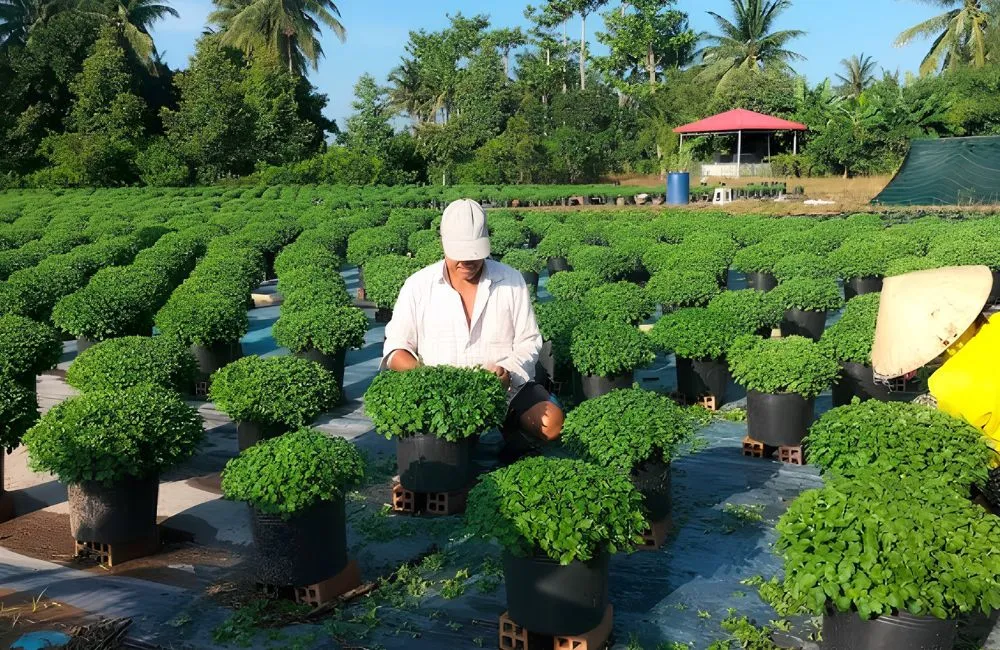 Trồng cúc mâm xôi cấy mô có lãi không?