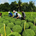 Trồng cúc mâm xôi cấy mô - Vì sao nhiều nhà vườn lựa chọn?